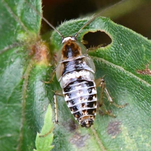 Réf. 327 594 : Planuncus vinzi